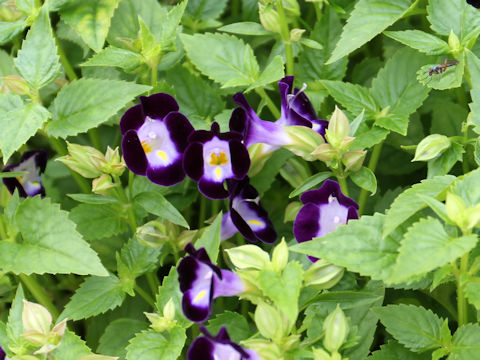 Torenia fournieri