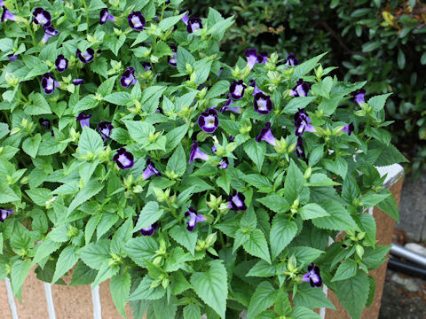 Torenia fournieri