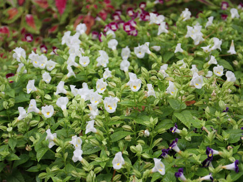 Torenia fournieri