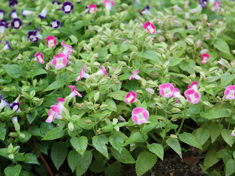 Torenia fournieri