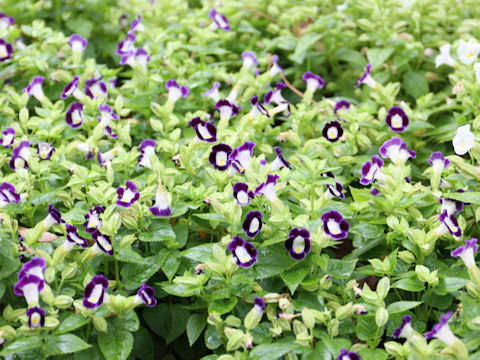 Torenia fournieri