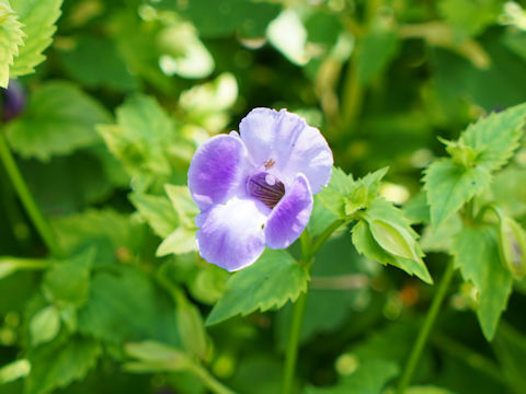 Torenia fournieri