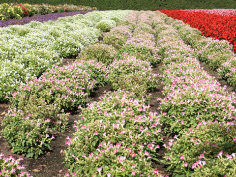 Torenia fournieri