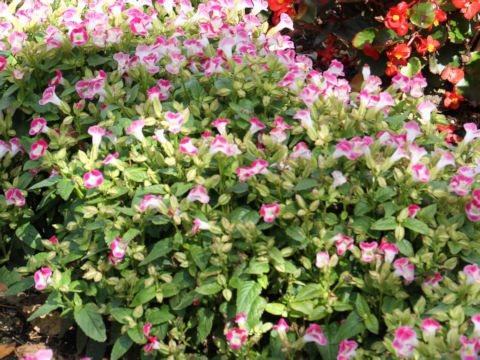 Torenia fournieri