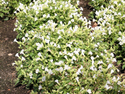 Torenia fournieri