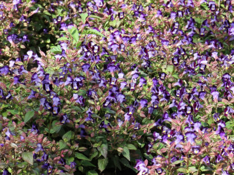 Torenia fournieri