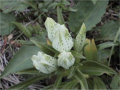 Gentiana algida