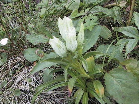 Gentiana algida