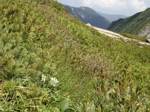 Gentiana algida