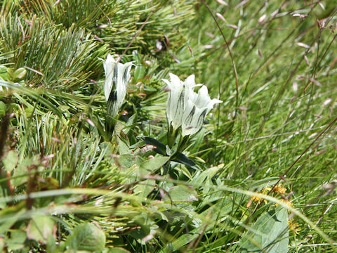 Gentiana algida