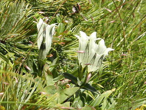 Gentiana algida