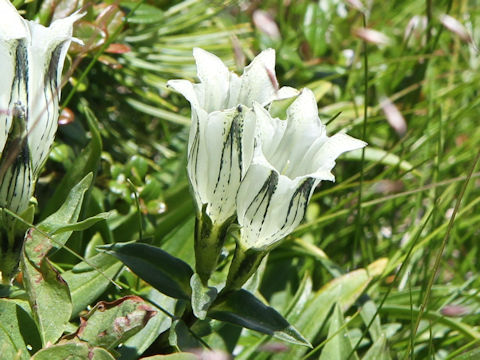 Gentiana algida