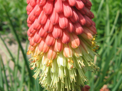 Kniphofla uvaria