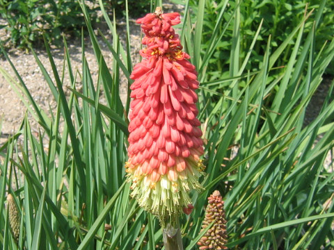 Kniphofla uvaria