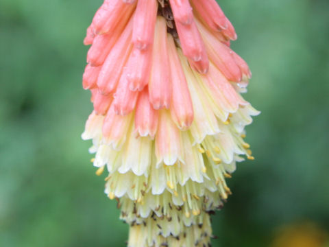 Kniphofla uvaria