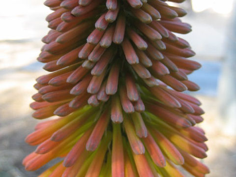 Kniphofla uvaria