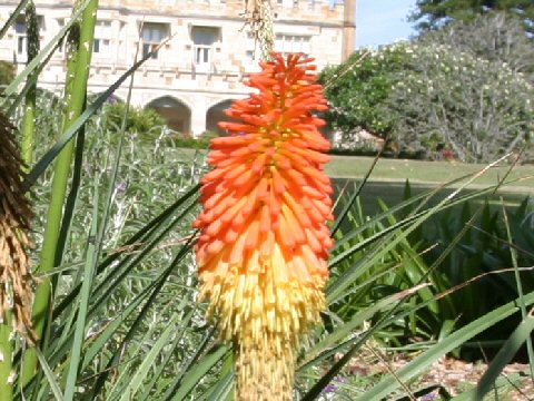 Kniphofla uvaria