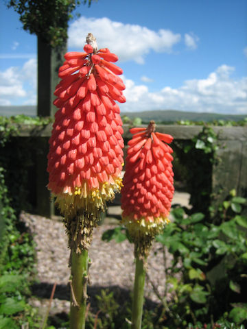 Kniphofla uvaria