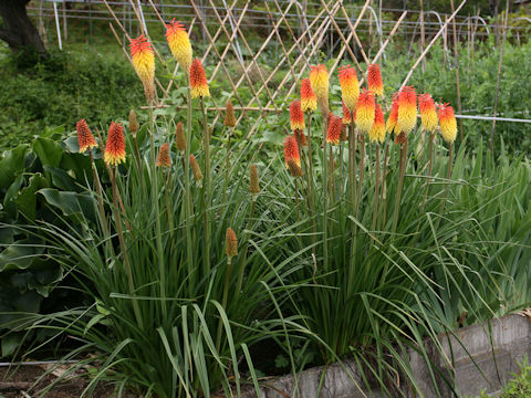 Kniphofla uvaria