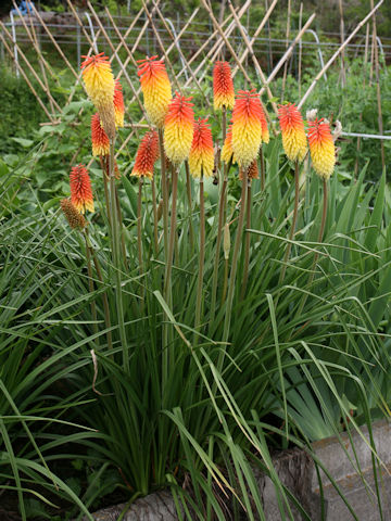 Kniphofla uvaria