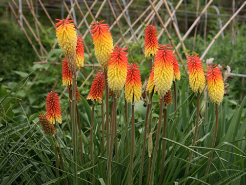 Kniphofla uvaria