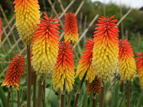 Kniphofla uvaria