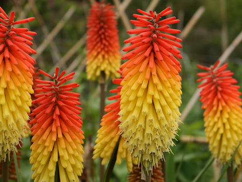 Kniphofla uvaria