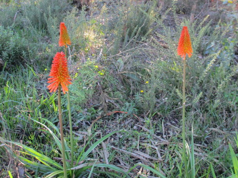 Kniphofla uvaria