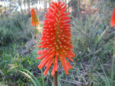 Kniphofla uvaria