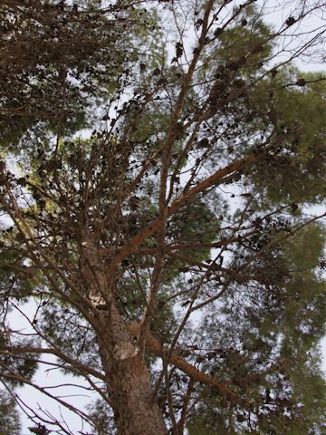 Pinus brutia