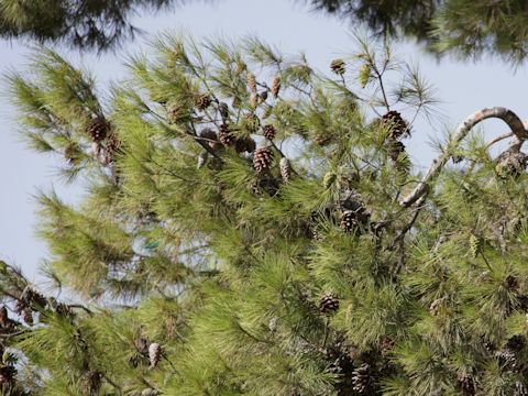 Pinus brutia