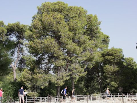 Pinus brutia