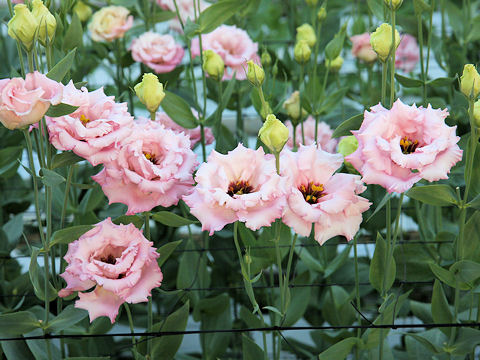 Eustoma grandiflorum