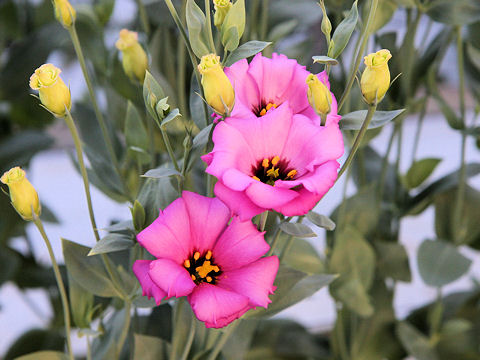 Eustoma grandiflorum