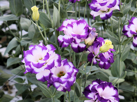 Eustoma grandiflorum