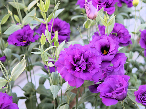 Eustoma grandiflorum