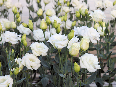 Eustoma grandiflorum