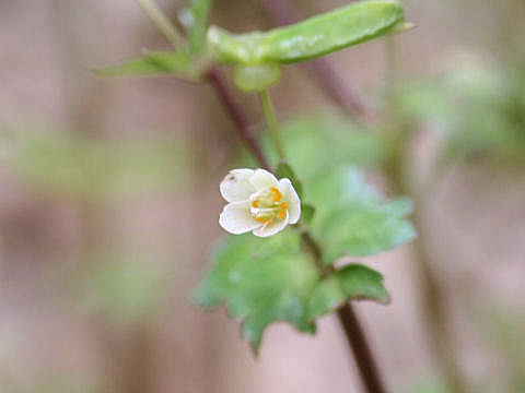 Dichocarpum trachyspermum