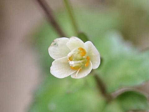 Dichocarpum trachyspermum