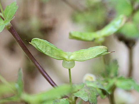 Dichocarpum trachyspermum