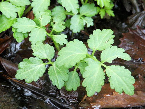 Dichocarpum trachyspermum