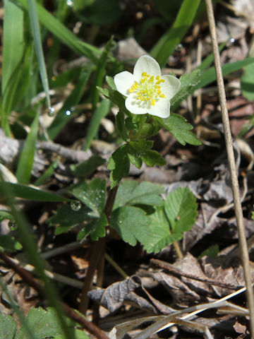 Dichocarpum trachyspermum