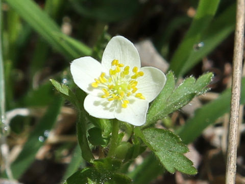 Dichocarpum trachyspermum