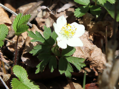 Dichocarpum trachyspermum