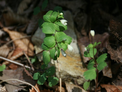 Dichocarpum trachyspermum