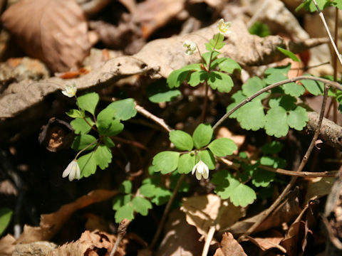 Dichocarpum trachyspermum