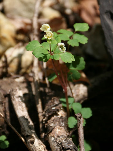 Dichocarpum trachyspermum