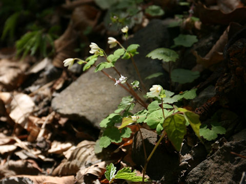 Dichocarpum trachyspermum