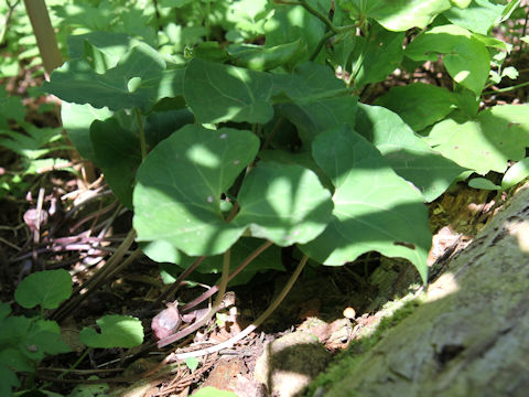 Asarum tohokuense