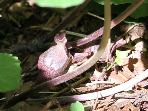 Asarum tohokuense